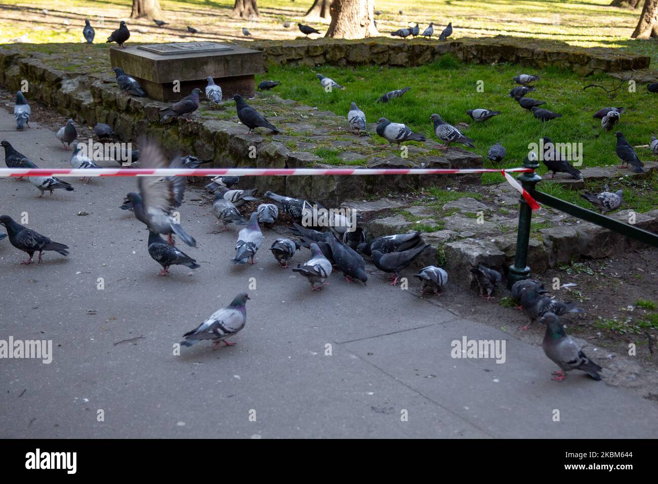 Pigeons take over public space as Planty, a famous park in a centre of Krakow is closed for public as Coronavirus pandemic grows in Poland, April 8, 2020. There are about 5200 Covid-19 cases and over 150 deaths in Poland as of April 8. To combat the spread of Covid-19 pandemic Polish government encourages public to stay home at all times, toughens regulation regarding social life. (Photo by Dominika Zarzycka/NurPhoto) Stock Photo