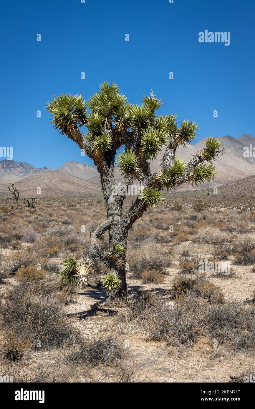 Joshua trees (Yucca brevifolia), a plant species of the Yucca genus in the California desert
