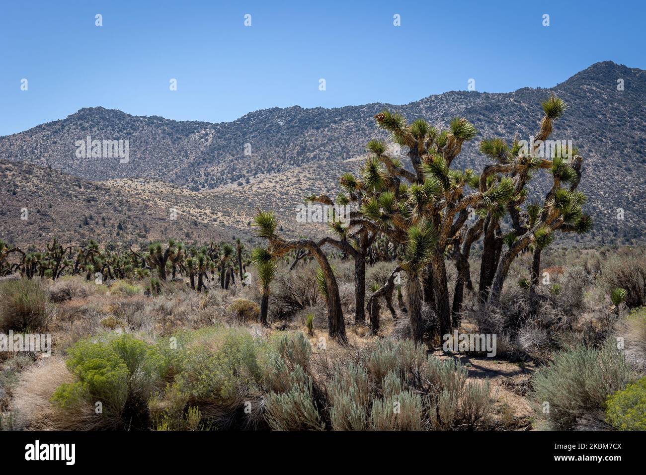 Joshua trees (Yucca brevifolia), a plant species of the Yucca genus in