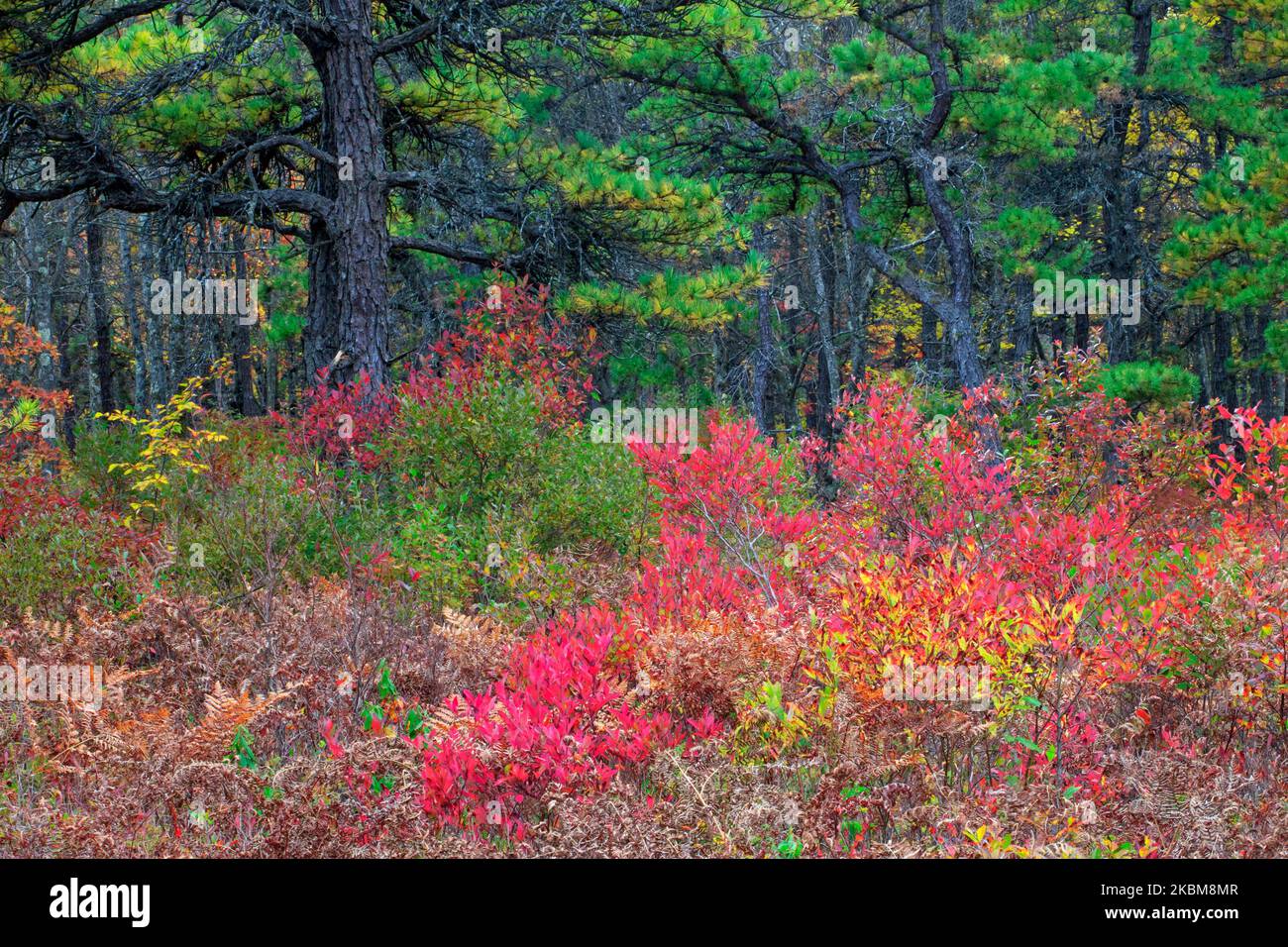 The mesic till barrens at The Nature Conservancy’s Long Pond Preserve