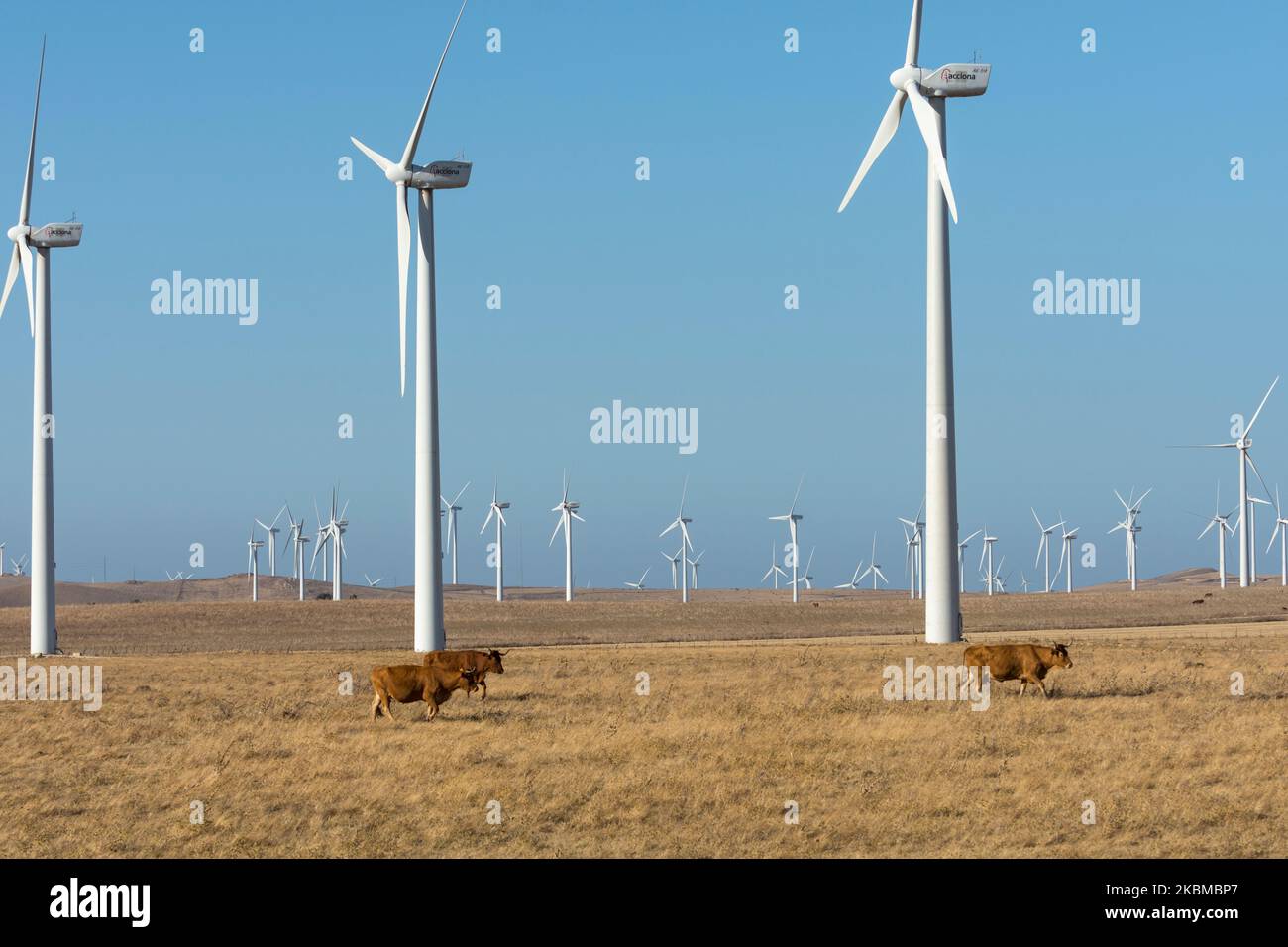 Cattle walking between the hundreds of windmills of Parque Eolico Aviadores near Tahivilla, Andalusia, Spain. Stock Photo