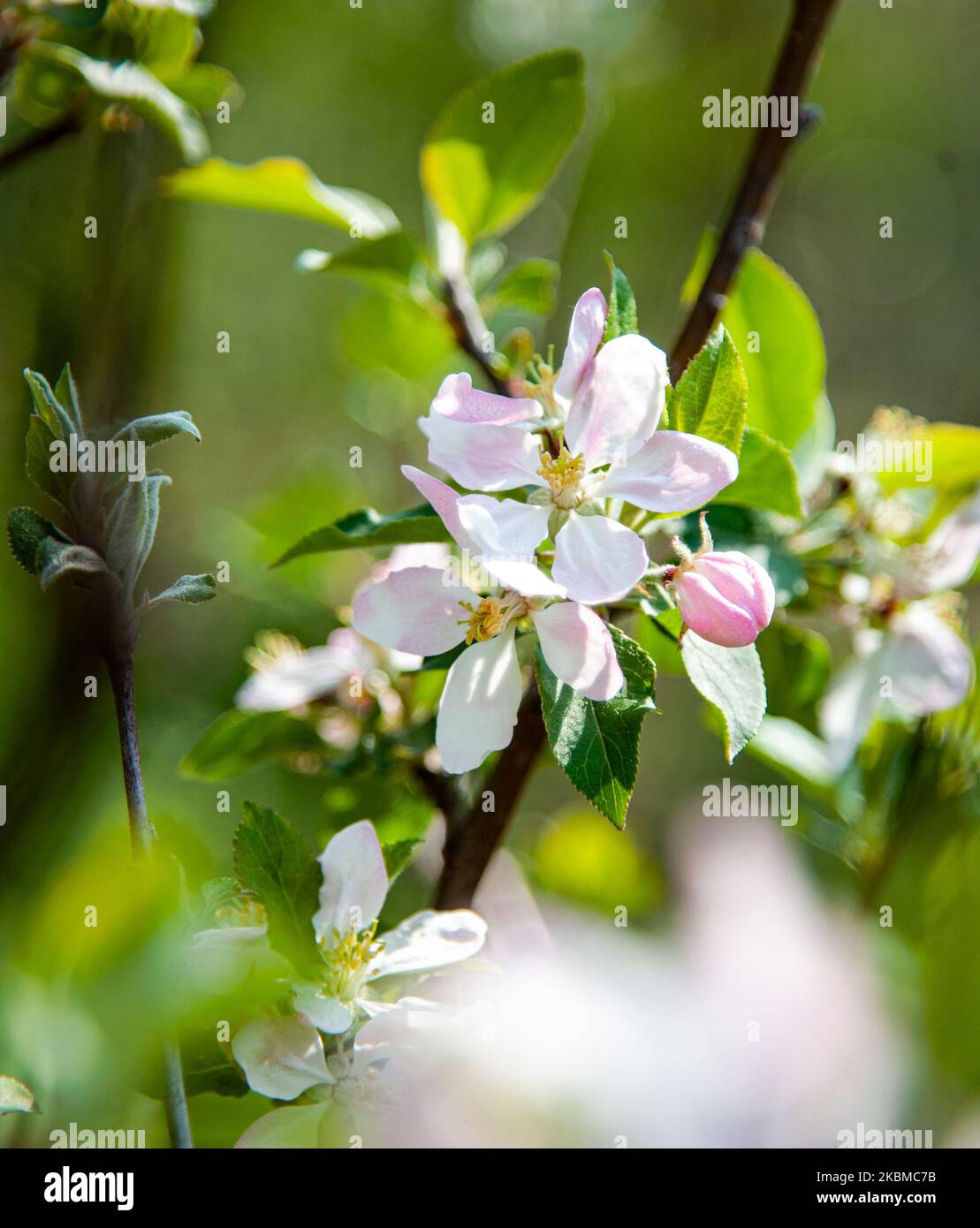 Blossomed Gravenstein. Nature in Bulgaria is awakening a bit earlier this year due to the warm winter. Many people who stay at home because of the coronavirus quarantine try gardening in their backyards or terraces, Varna, Bulgaria on April 13, 2020 (Photo by Hristo Rusev/NurPhoto) Stock Photo