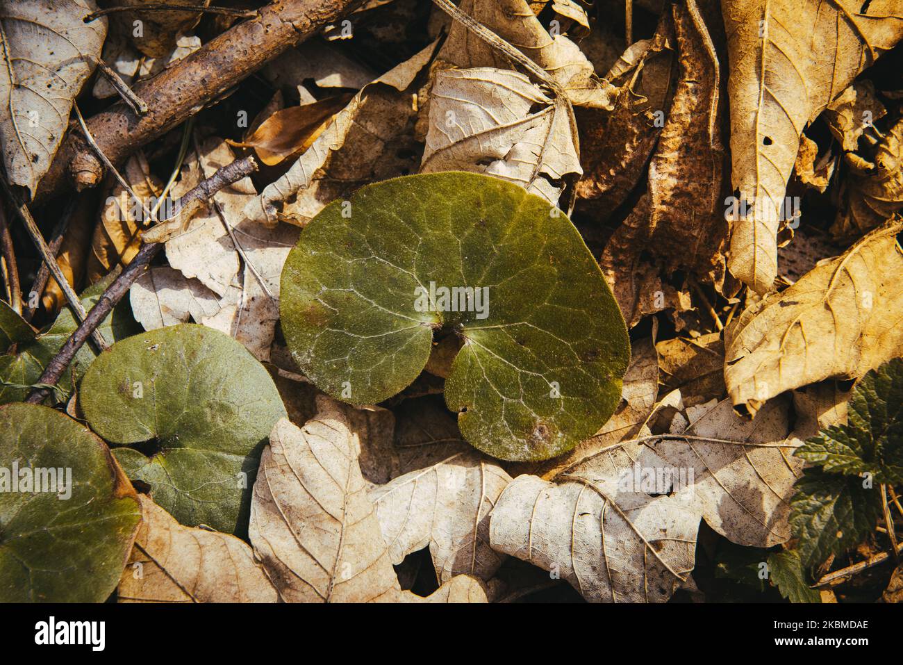 Forest plants in the autumn environment fall nth ch from the trees of dried leaves. Green plants grow in the park. Stock Photo