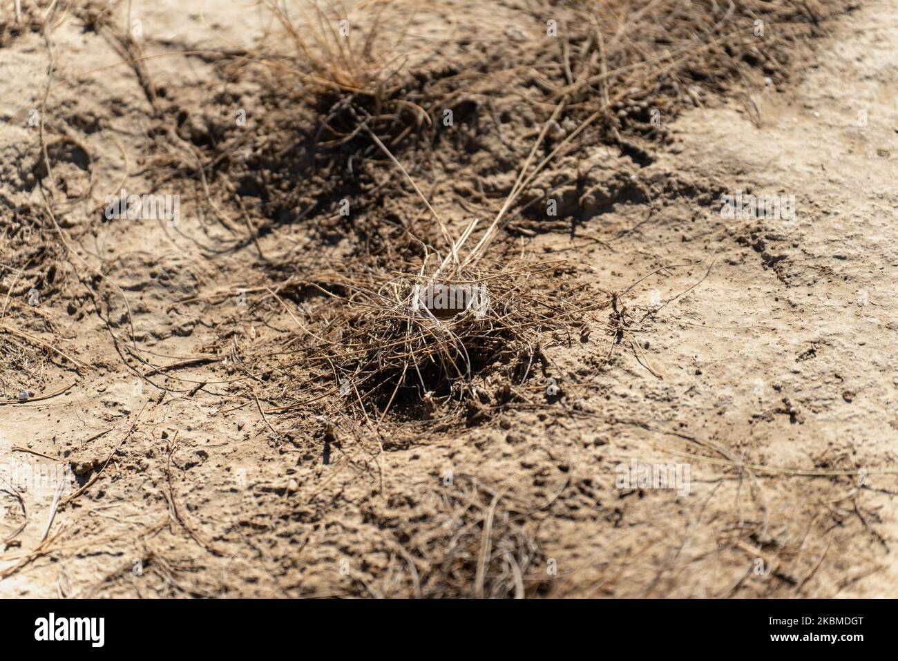 Trantula spider hole top view in the middle of the desert Stock Photo