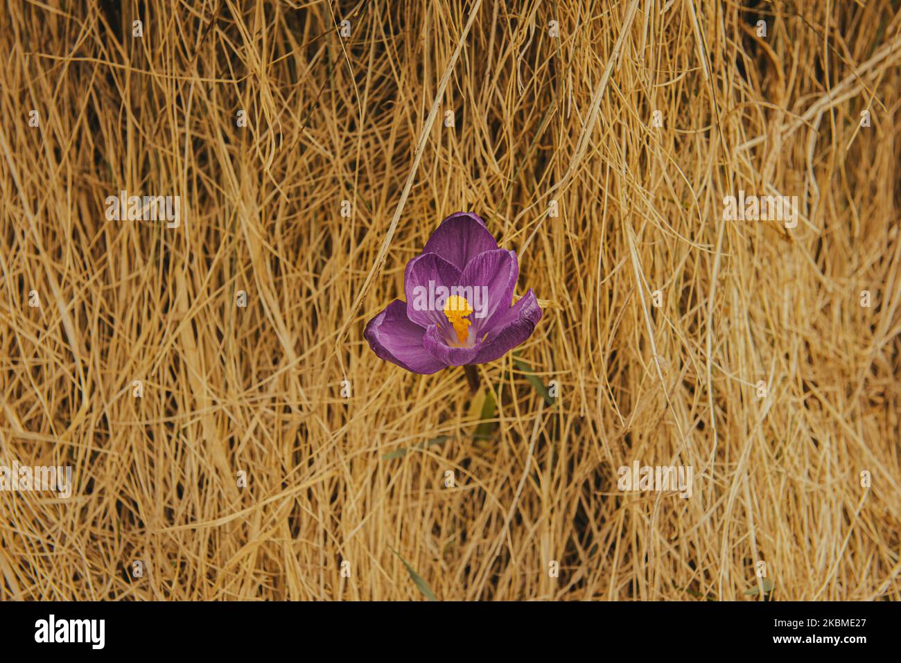 Tender Crocus in the mountains. First flowers in spring among the yellow grass. Image with small depth of field. Flower with purple petals Stock Photo