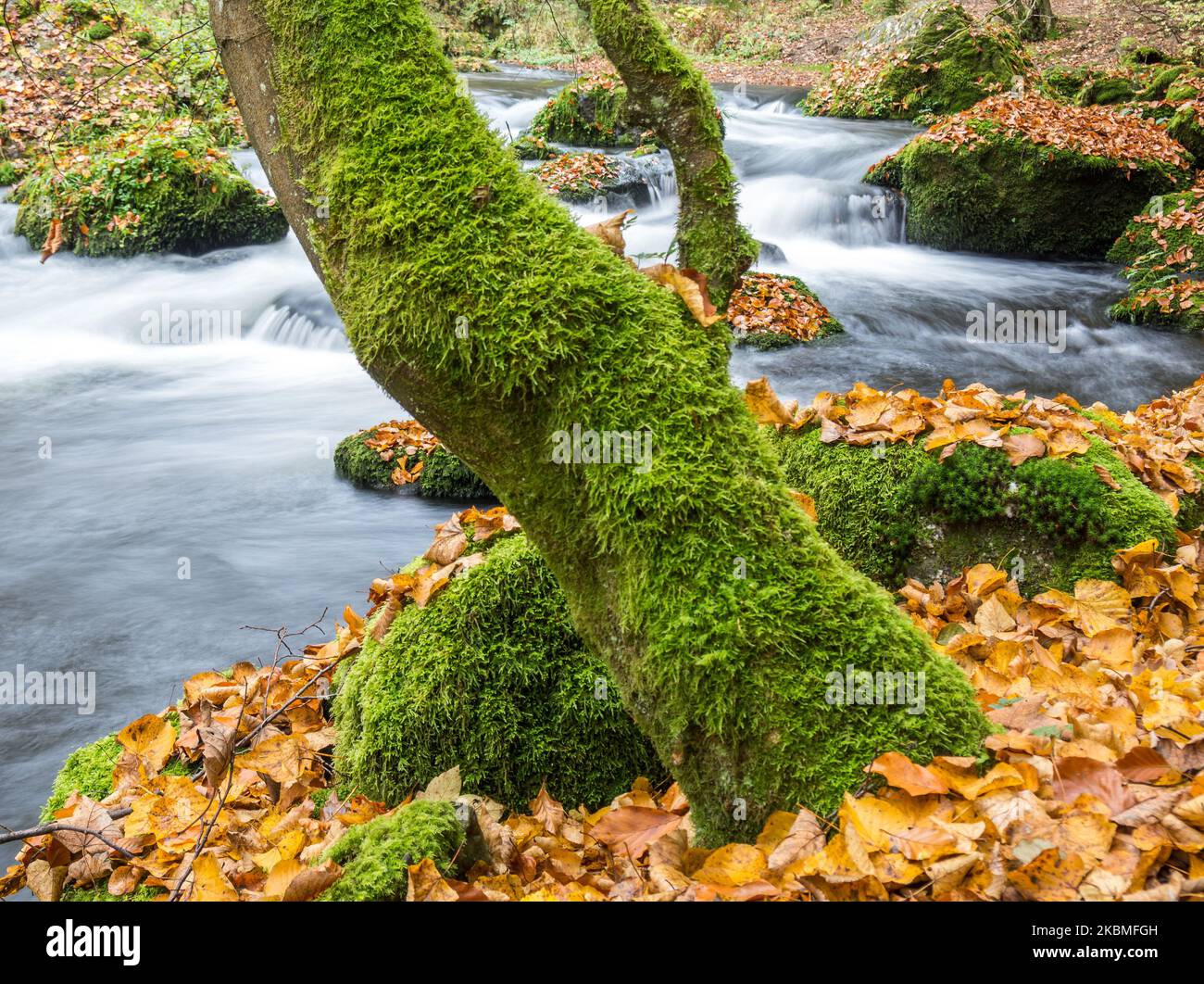 Waterfall leaves moss autumn hi-res stock photography and images - Alamy