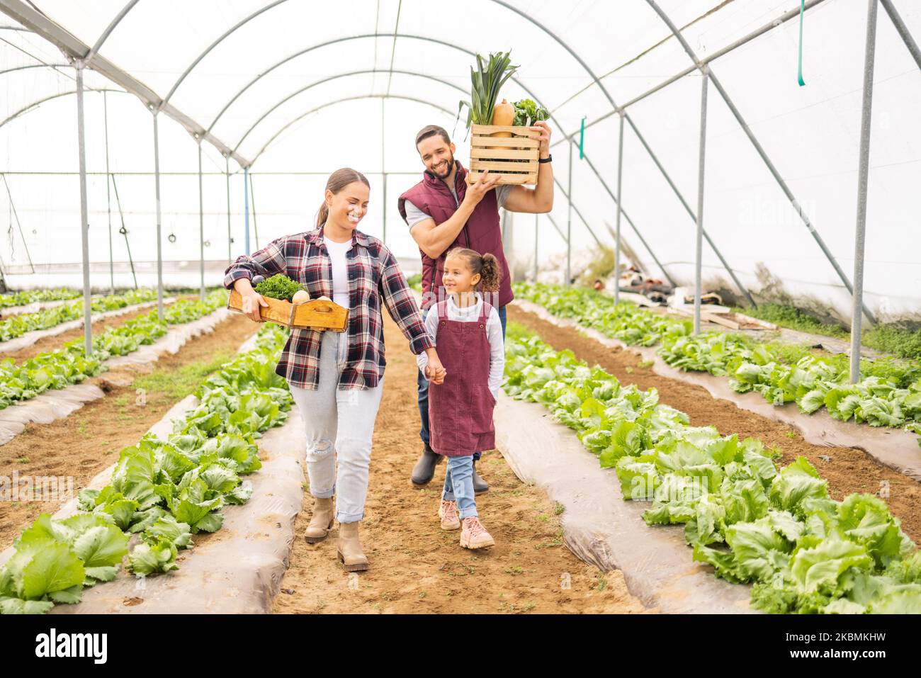 Child with parents on family farm, vegetables garden in greenhouse or