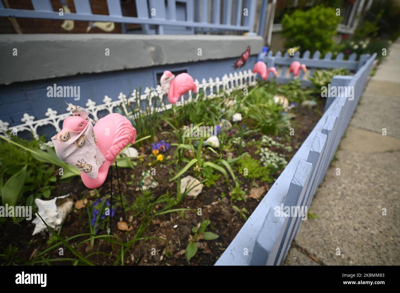 Plastic pink lawn flamingoes in a small front yard don a make shift face mask bandana, in the Mt Airy neighborhood of Northwest Philadelphia, PA, on April 20, 2020. This week the wear of face protection is extended by state authorities as all shop personal and customers are ordered by state authorities to wear P.P.E. on the premises of retail locations that are deemed essential. (Photo by Bastiaan Slabbers/NurPhoto) Stock Photo