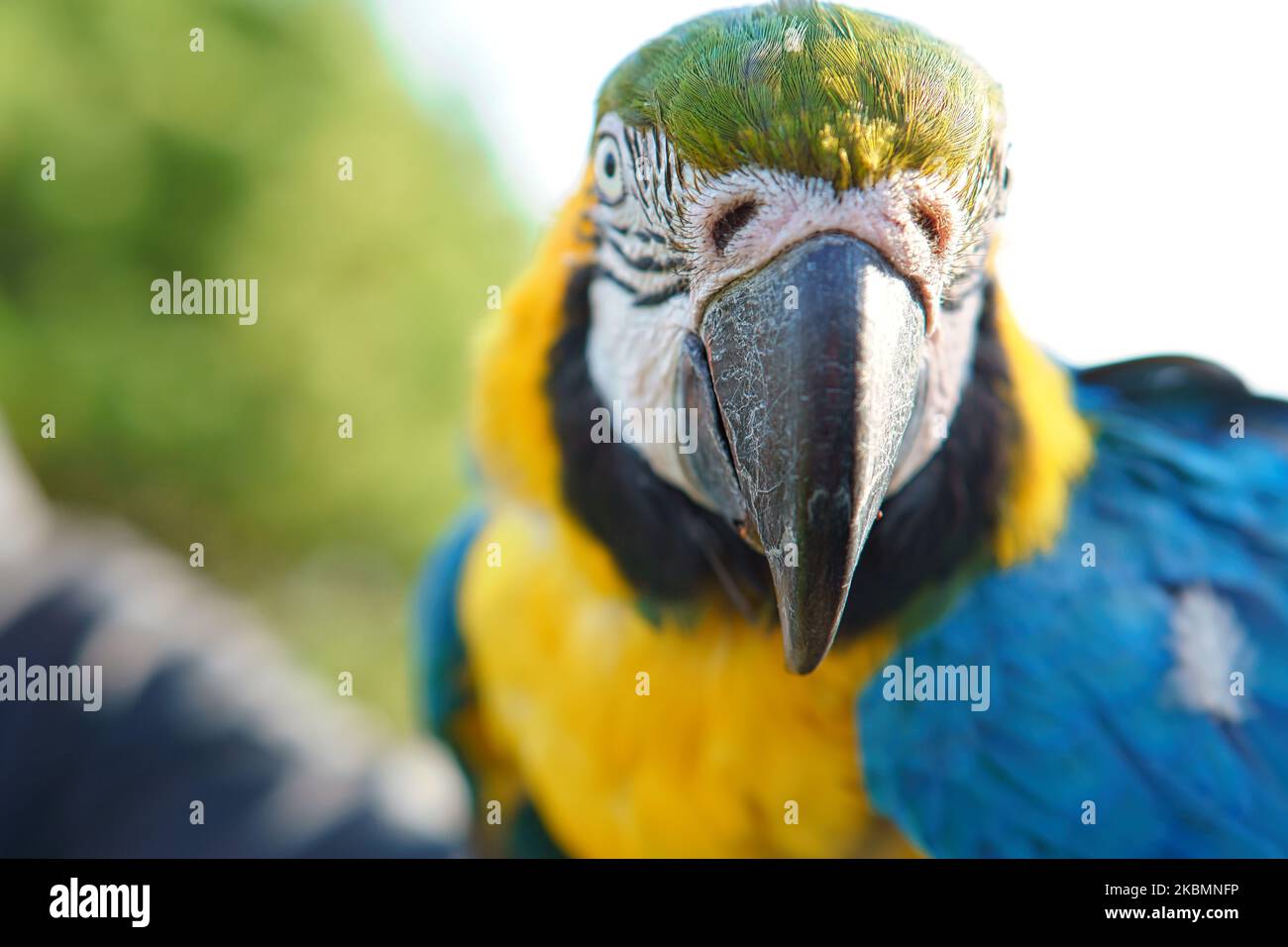 Macaw tongue hires stock photography and images Alamy