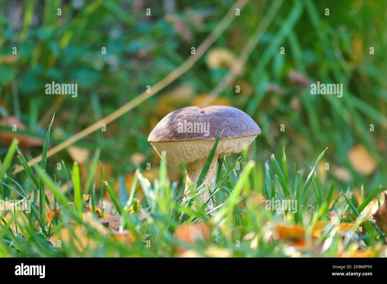 Chestnut, brown cap. Mushroom on the forest floor with moss and pine needles. Edible mushroom collected in the forest. Photo from nature Stock Photo