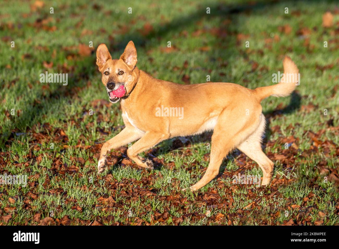 Preston Lancashire. UK Weather 4 November, 2022.  Cold frosty, misty morning as the sun rises over the River Ribble and Paddy, a Labrador Cross dog enjoys playing in Avenham Park. Sunny spells are forecast after the first frost of Autumn.  Credit; MediaWorldImages/AlamyLiveNews Stock Photo