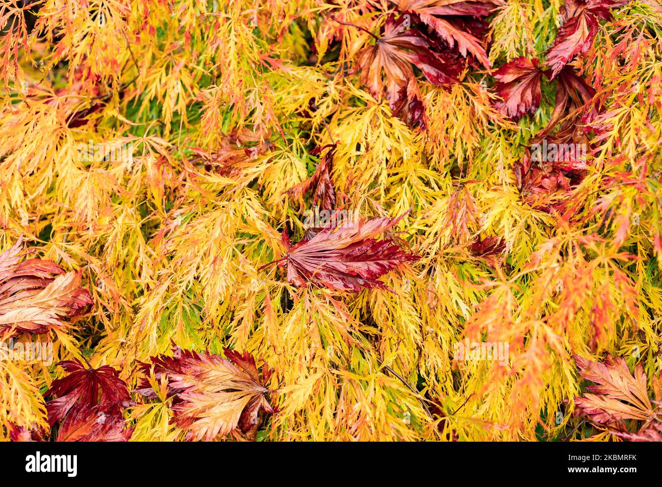Golds and yellow leaves hi-res stock photography and images - Alamy