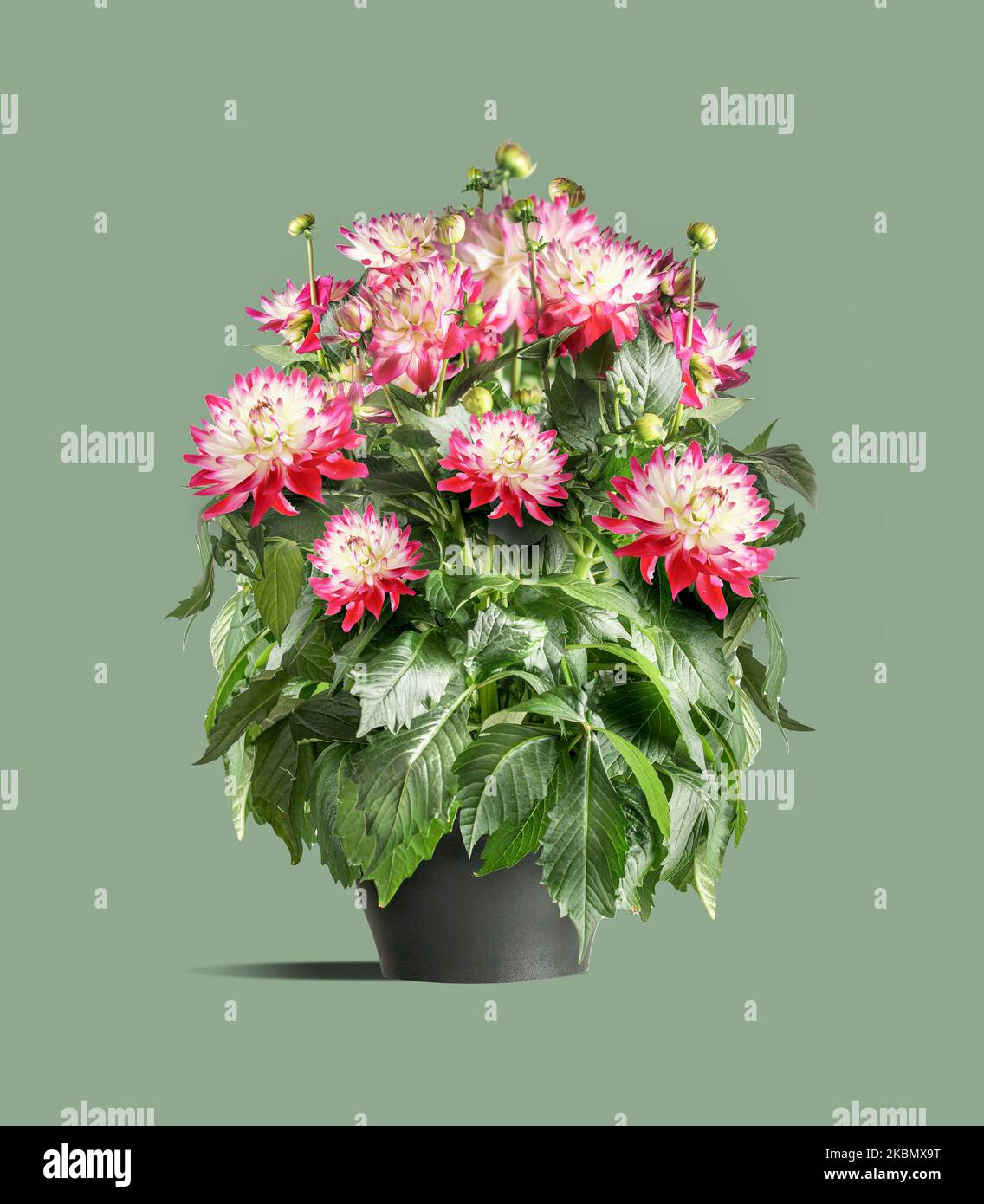 Potted pink white dahlias flowers plant at green background Stock Photo ...