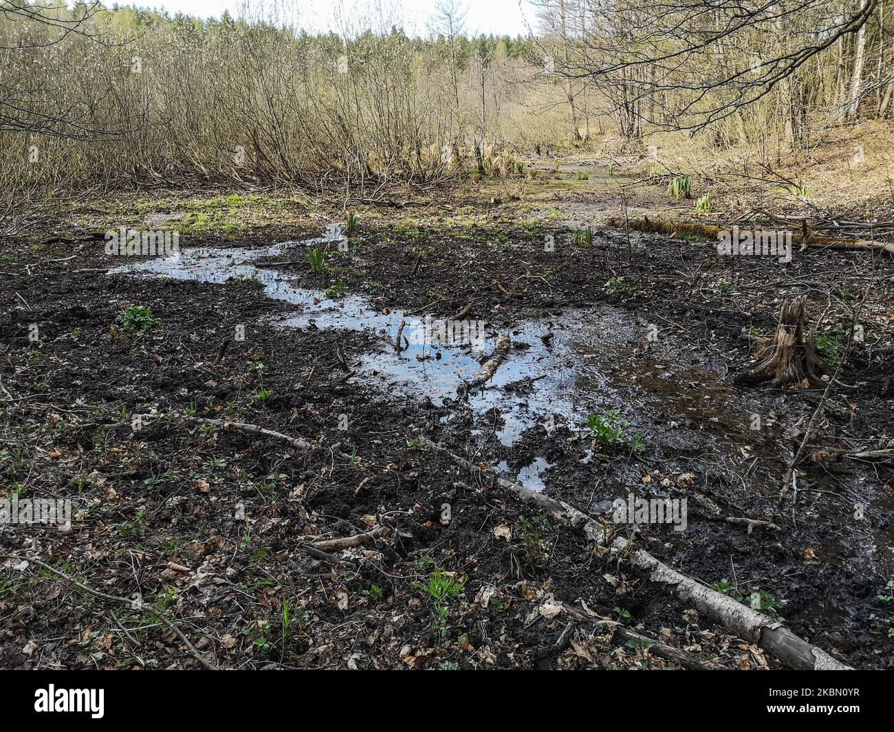 Partly drained as a result of the drought forest swamp is seen in Otomin, Poland on 27 April 2020 Hydrologists say that due to mild winter and no rainfall, 2020 may be the driest year ever. (Photo by Michal Fludra/NurPhoto) Stock Photo