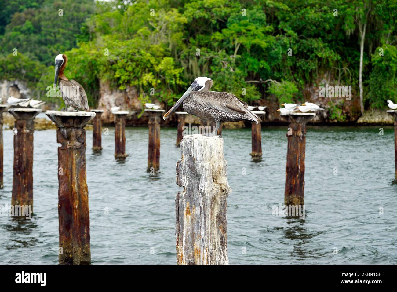 pelican sitting on a pillar in the caribbean sea Stock Photo - Alamy