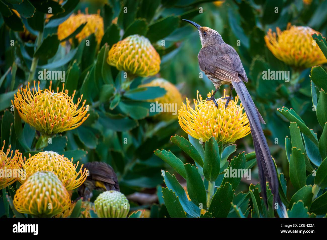Cape sugarbird (Promerops cafer) on a  Pincushion protea floweer. Hermanus, Whale Coast, Overberg, Western Cape, South Africa. Stock Photo