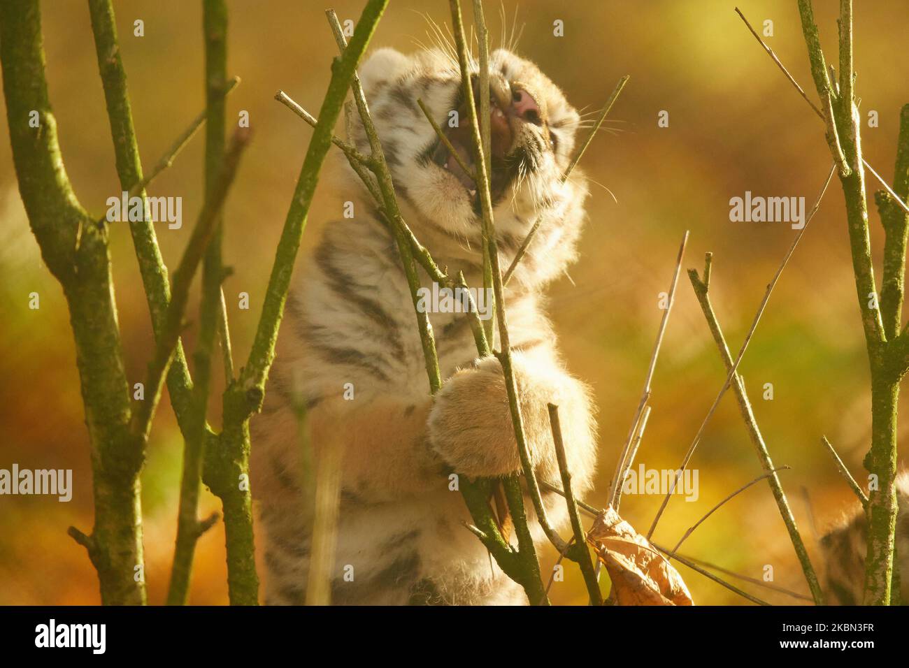 An Amur Tiger cub plays in the Autumn trees at Banham zoo. Norfolk, UK: THESE ADORABLE images capture a tiger cub?s first exploration into the colours Stock Photo