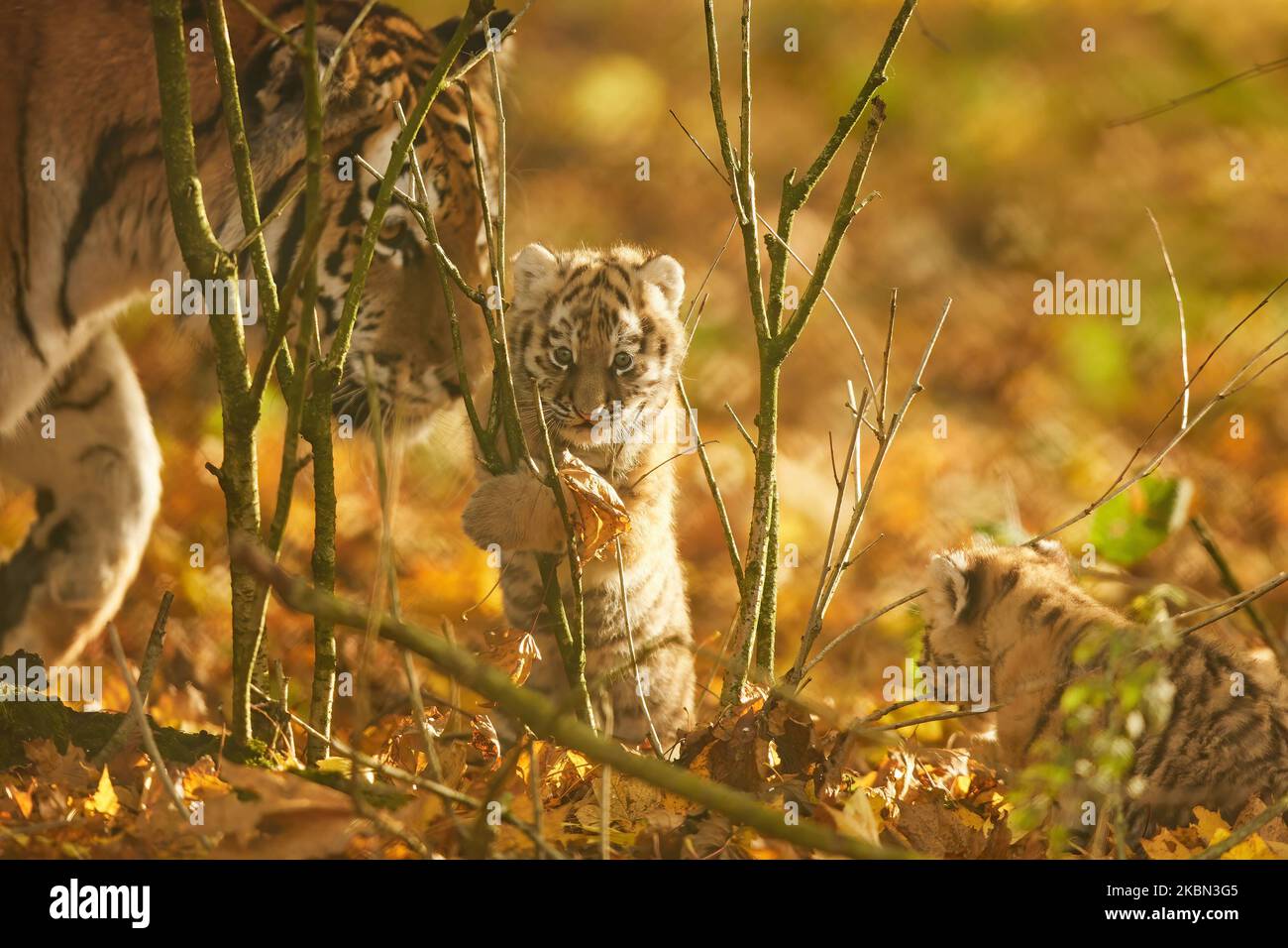 An Amur Tiger cub plays in the Autumn leaves at Banham zoo. Norfolk, UK: THESE ADORABLE images capture a tiger cub?s first exploration into the colour Stock Photo