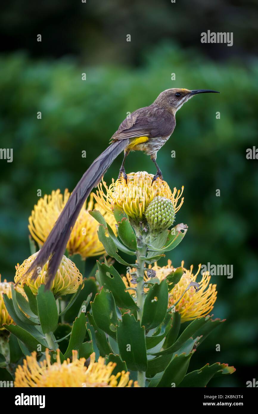 Cape sugarbird (Promerops cafer) on a  Pincushion protea floweer. Hermanus, Whale Coast, Overberg, Western Cape, South Africa. Stock Photo