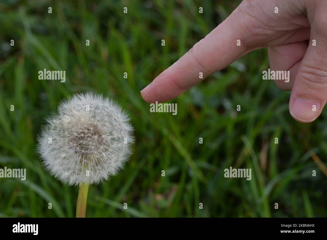 Dandelion heads setting to seed. On Friday, May 1st, 2020, in Krakow, Poland. (Photo by Artur Widak/NurPhoto) Stock Photo