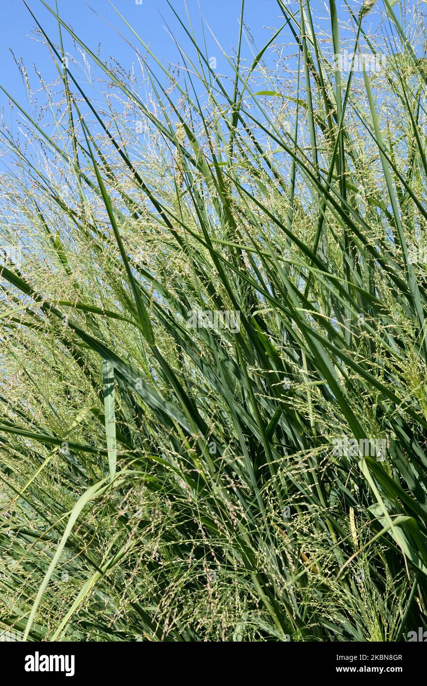 Switchgrass, Panicum virgatum Cloud Nine, Switch Grass Stock Photo