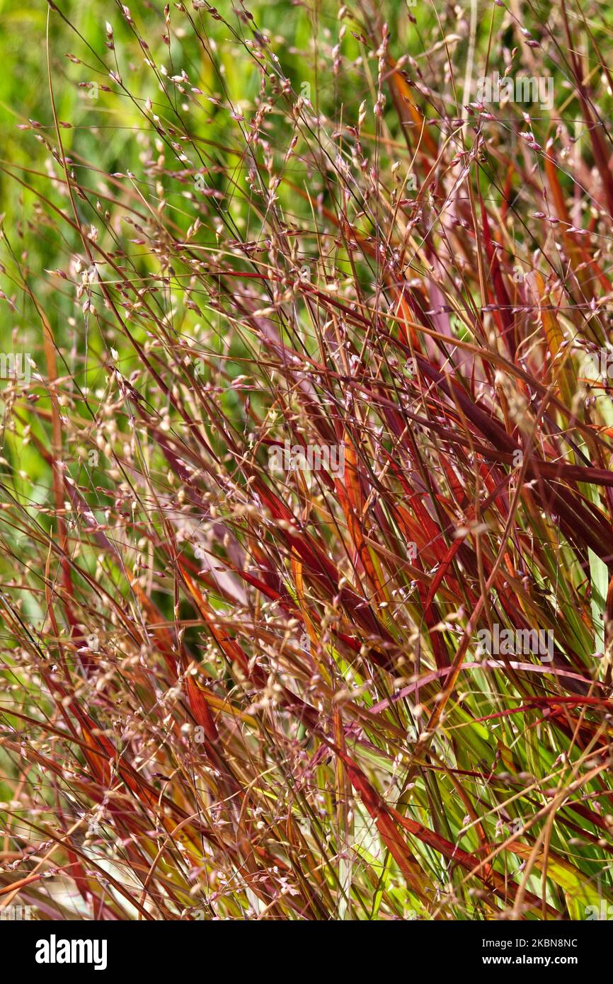 Narrow leaves turning red of Panicums Switch Grass, Panicum virgatum Shenandoah, Switchgrass, Attractive, Grass Stock Photo