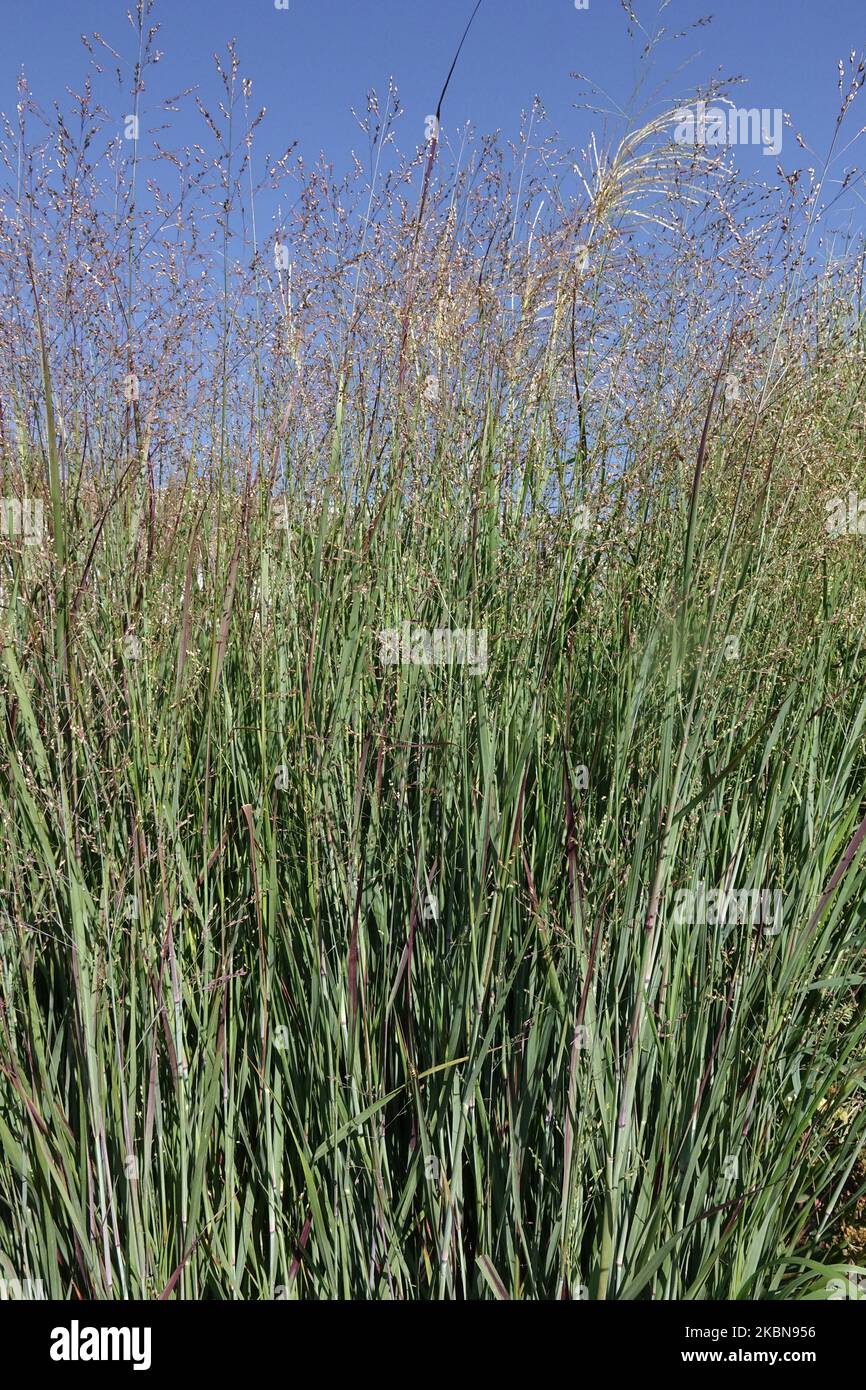 Switch Grass, Grows, Edging, Modern, Grasses, Perennial, Border, Plants, Panicum virgatum, Clump Stock Photo