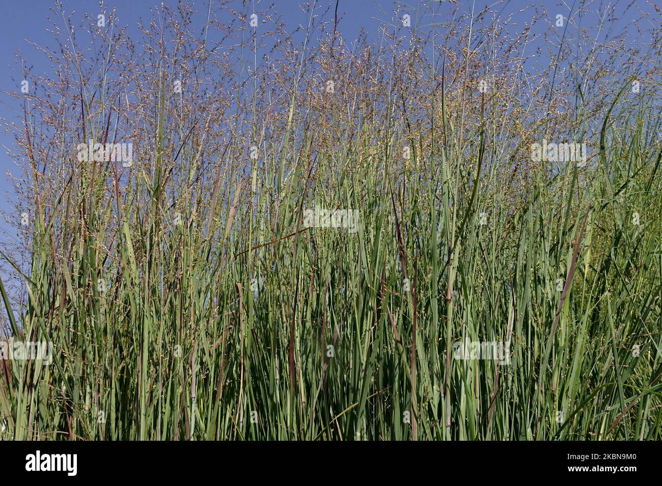 Switch Grass, Panicum virgatum 'Heiliger Hain', Switchgrass, Panicums, Grasses, Border, Growing, Garden Stock Photo