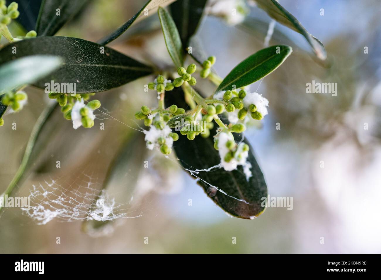 Olive tree scale insects hires stock photography and images Alamy