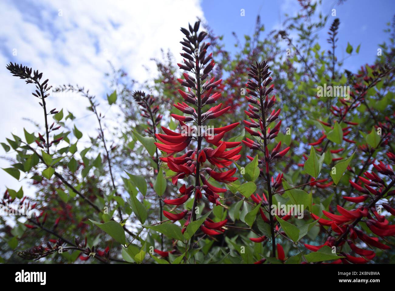 A View of blooming flowers at Singha Durbar, welcoming spring season in ...