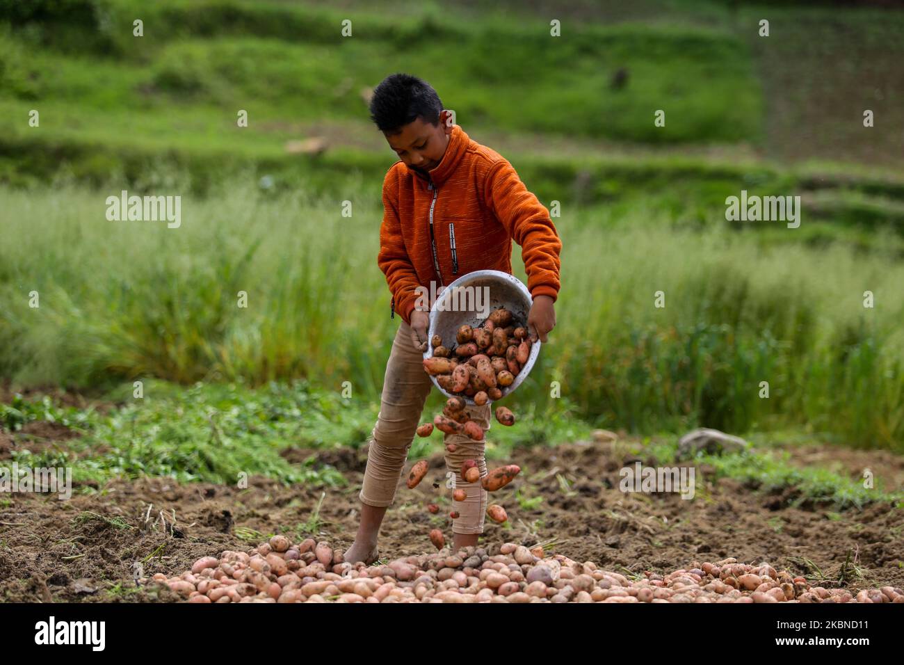 A boy collect newly harvest potato in the field at Lalitpur on the