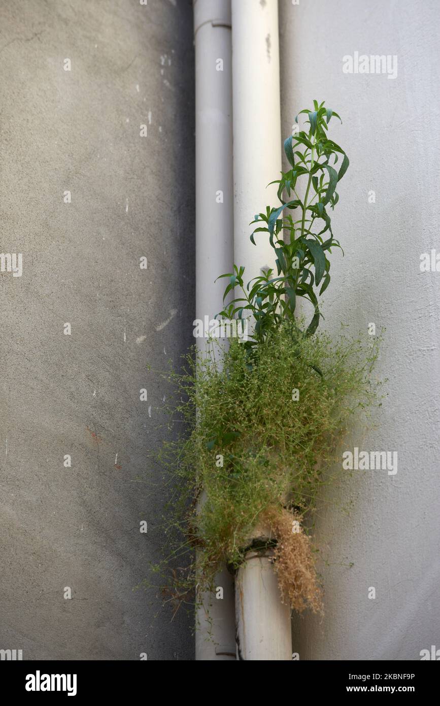 Plants growing in a gutter. Since the beginning of the lockdown due to