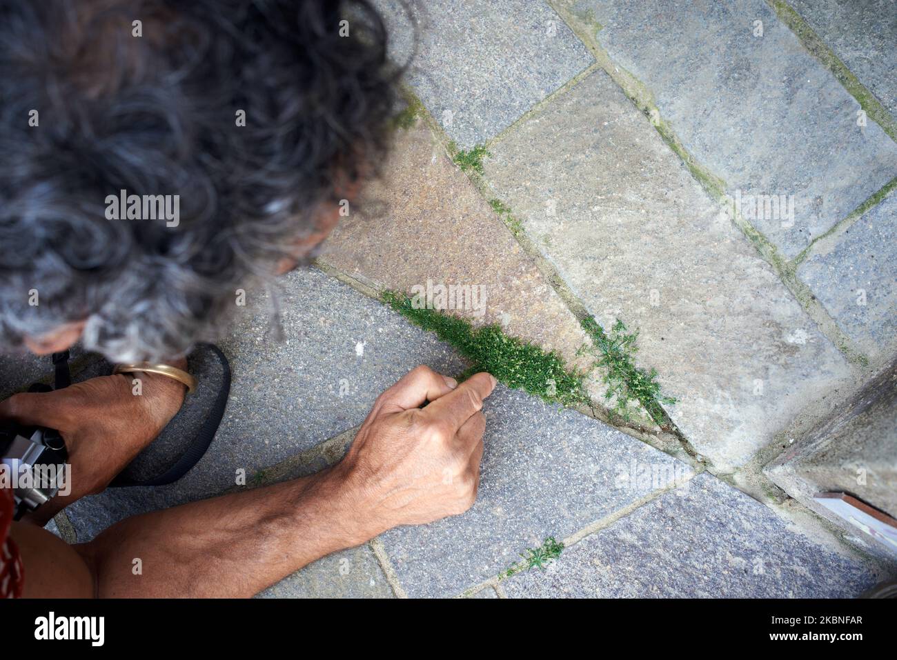 Boris Presseq, botanist, looks at a birdeye pearlwort growing in a street of Toulouse. Since the beginning of the lockdown due to the Covid-19 outbreak in France on March 16th, public parks and gardens, playgrounds are forbidden to the public. For more than six weeks, nobody has intervened in these public spaces. And the cleaning services haven't cut the wandering vegetation which grows in the streets or in the cracks of the city. As a result, nature reclaims public spaces. A botanist, Boris Presseq from the Natural History Museum of Toulouse, keeps an eye on this green explosion. Toulouse. Fr Stock Photo