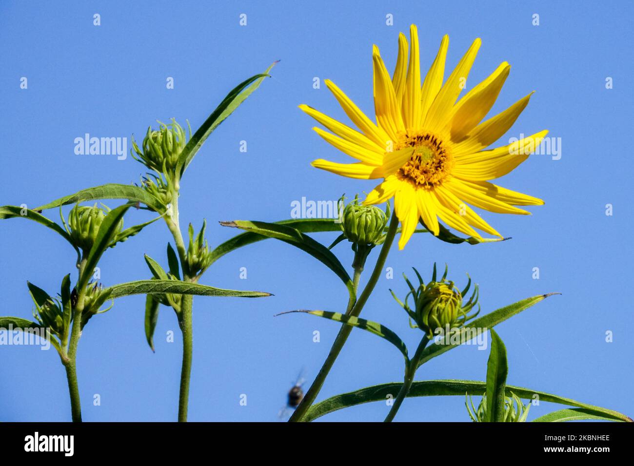 Sawtooth Sunflower, Helianthus grosseserratus, Thick-Tooth Sunflower, Flower Head, Ornamental, Bloom Stock Photo