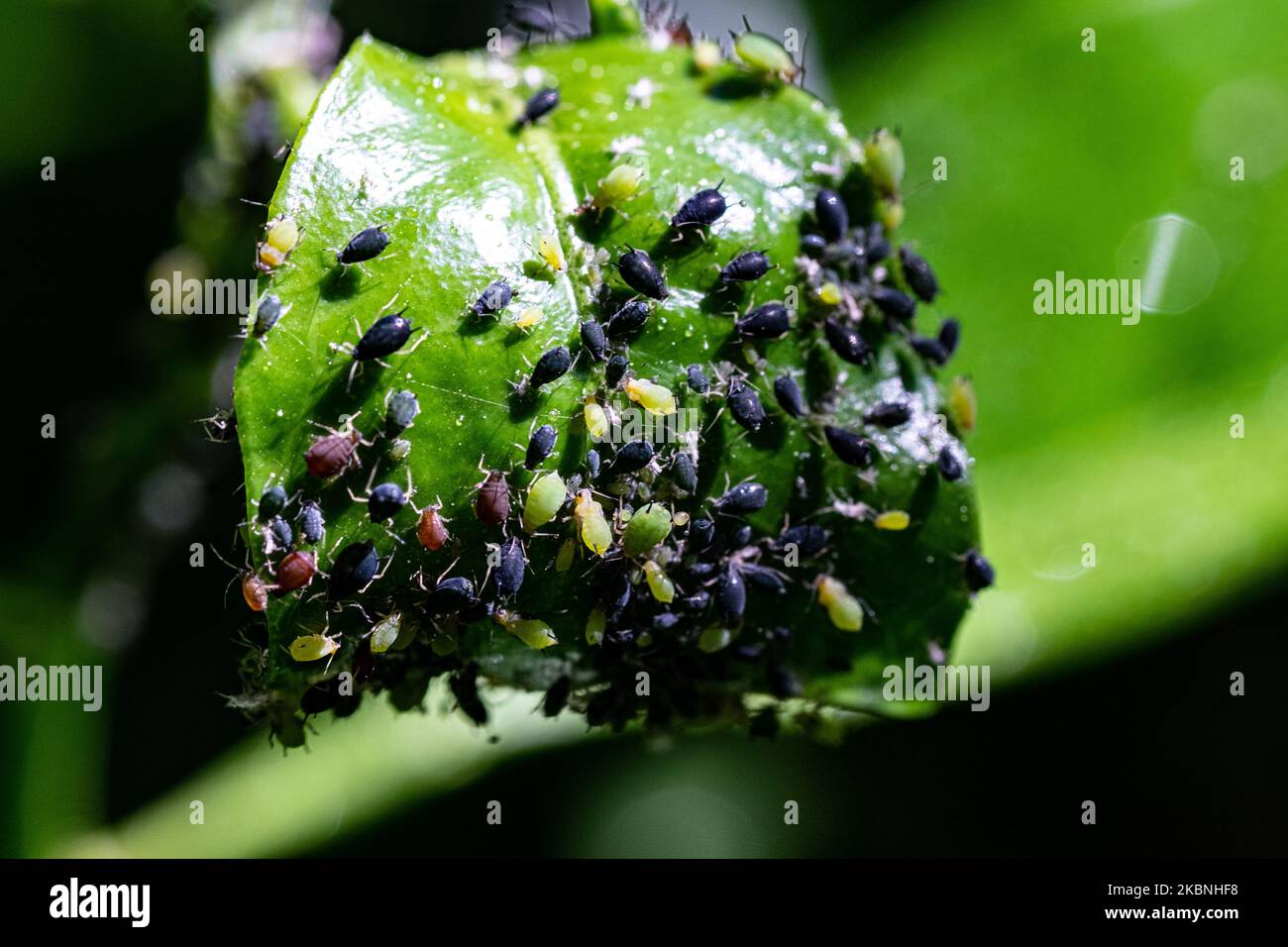 Scale insects on the leaf of an orange tree in Nea Artaki on May 8 ...