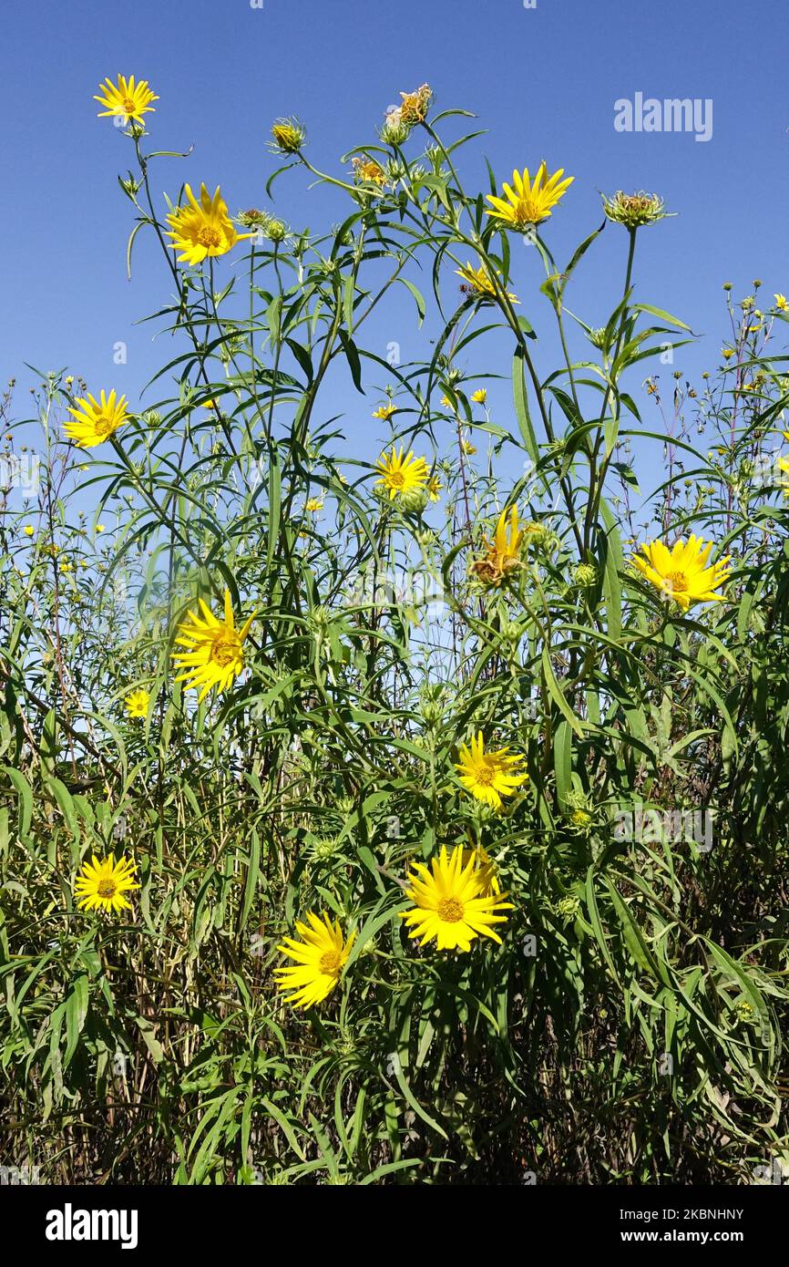Sawtooth Sunflower, Helianthus grosseserratus, Thick-Tooth Sunflower, Helianthus, Sunflowers, Garden, Flower heads, Perennial, Plant, Blooming Stock Photo