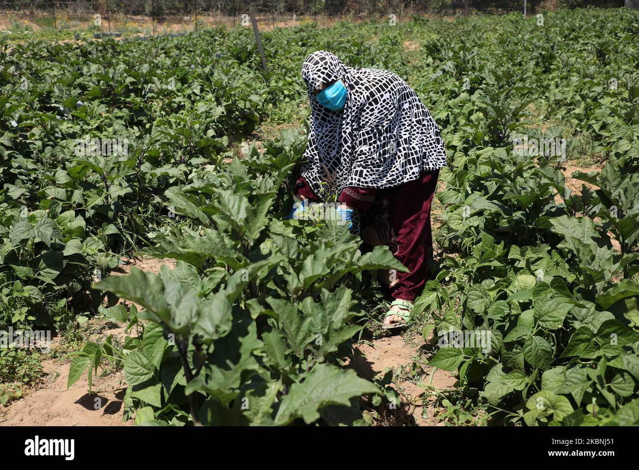 A Palestinian farmer woman wears a protective face mask works at a farm in Beit Lahya in the northern Gaza Strip,on May 10, 2020 during the novel corona virus epidemic crisis. (Photo by Majdi Fathi/NurPhoto) Stock Photo