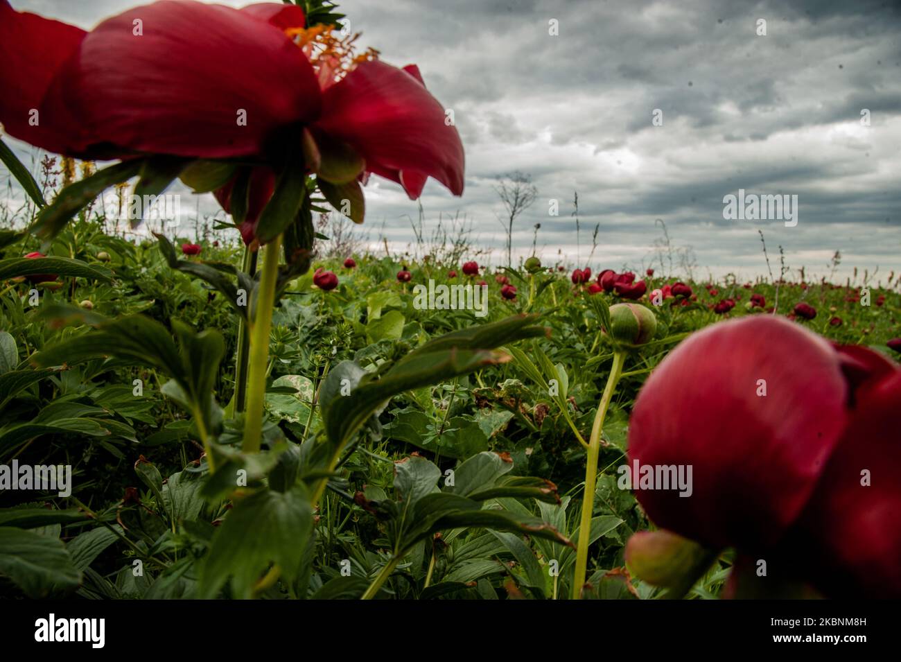hundreds-of-wild-peonies-from-the-species-of-paeonia-peregrina-color-in