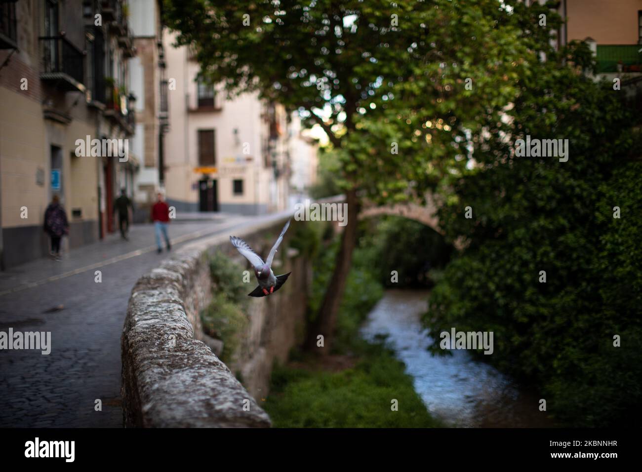 A pigeon flies through the tourist and empty Calle Carrera del Darro on May 12, 2020 in Granada, Spain. Spain is following a plan that consists of four phases, so that people and cities slowly return to normal life. The city of Granada is still in phase 0 until next week due to the decision of the health authorities. (Photo by Fermin Rodriguez/NurPhoto) Stock Photo