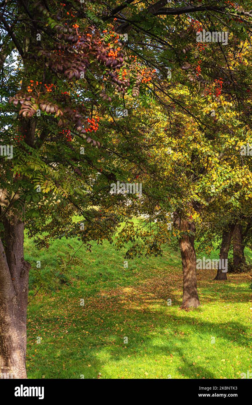 Colourful autumn trees throw shadows onto the ground forming a shaded glen Stock Photo Alamy