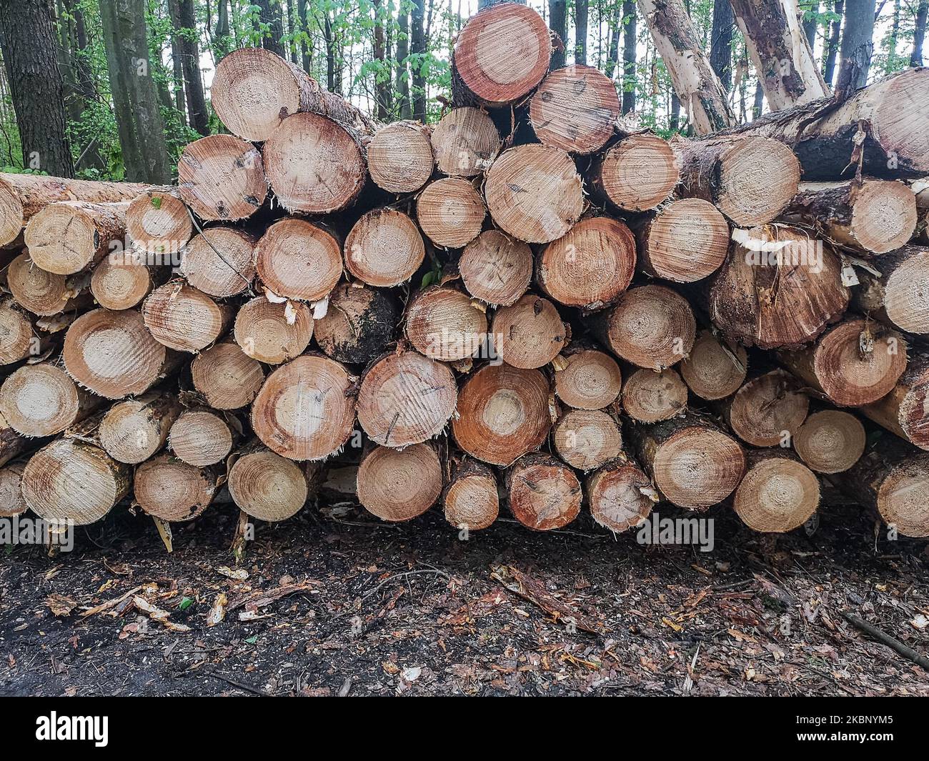 Wood logs stacks on the remains of the grubbed forest are seen in