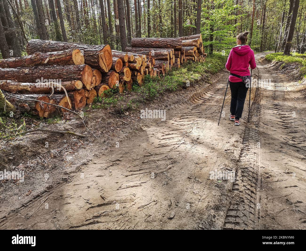 Wood logs stacks on the remains of the grubbed forest are seen in Otomin, Poland on 14 May 2020 Polish government still continous mass deforestation as opposition says to cover the budget hole from profits from the sale of wood. (Photo by Michal Fludra/NurPhoto) Stock Photo