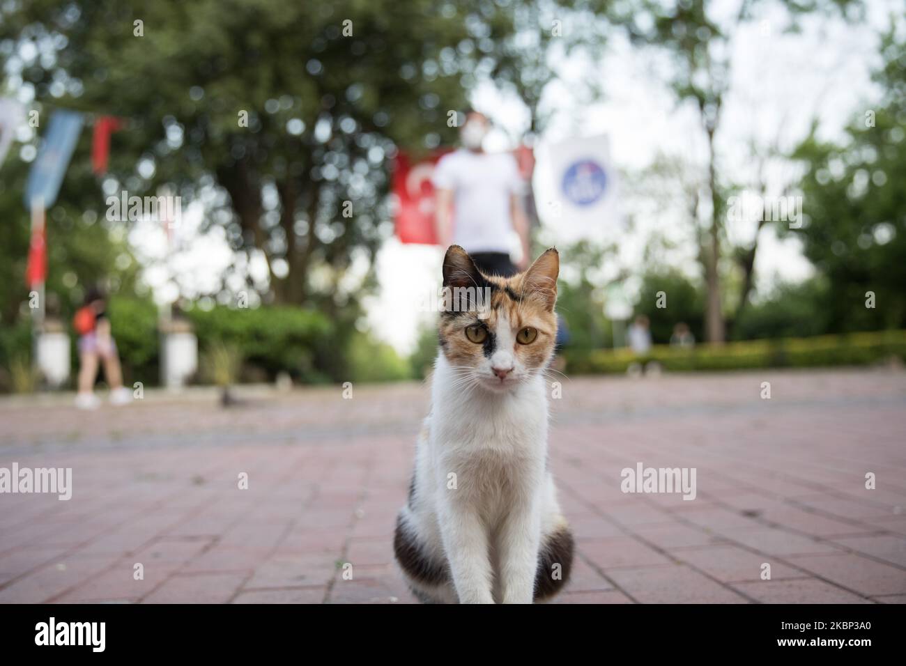 A cat stands at Macka Park in Istanbul, Turkey on May 20, 2020. 4-day coronavirus restrictions to stem the novel COVID-19 pandemic has ended in Turkey. A total of 4,222 people have died nationwide of the virus and 152,587 have contracted the infection, according to officials. Some 113,987 people have made a recovery. (Photo by Cem TekkeÅŸinoÄŸlu/NurPhoto) Stock Photo