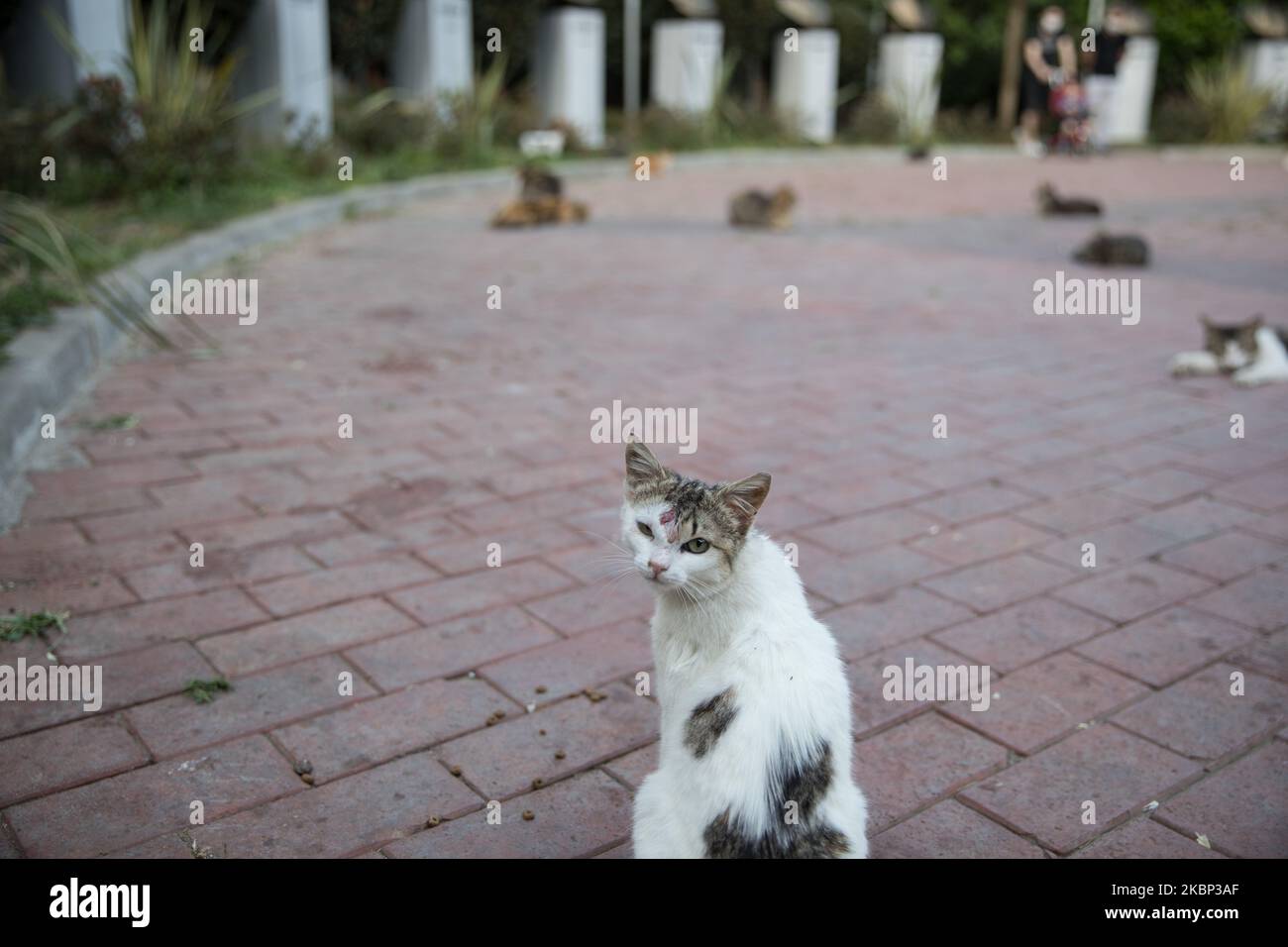 A cat stands at Macka Park in Istanbul, Turkey on May 20, 2020. 4-day coronavirus restrictions to stem the novel COVID-19 pandemic has ended in Turkey. A total of 4,222 people have died nationwide of the virus and 152,587 have contracted the infection, according to officials. Some 113,987 people have made a recovery. (Photo by Cem TekkeÅŸinoÄŸlu/NurPhoto) Stock Photo