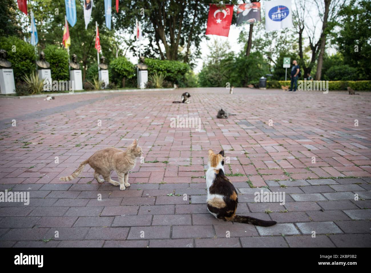 The cats stand at Macka Park in Istanbul, Turkey on May 20, 2020. 4-day coronavirus restrictions to stem the novel COVID-19 pandemic has ended in Turkey. A total of 4,222 people have died nationwide of the virus and 152,587 have contracted the infection, according to officials. Some 113,987 people have made a recovery. (Photo by Cem TekkeÅŸinoÄŸlu/NurPhoto) Stock Photo
