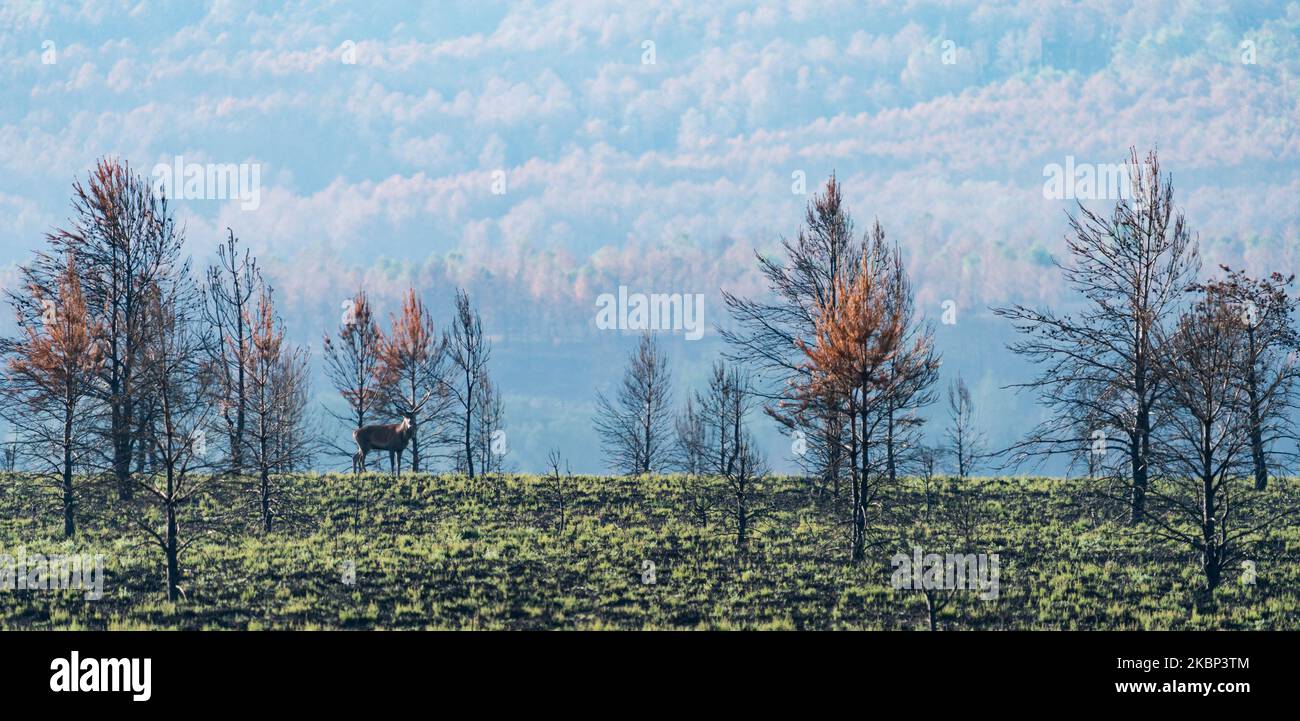 Burnt hill and isolated male deer looking at the camera Stock Photo