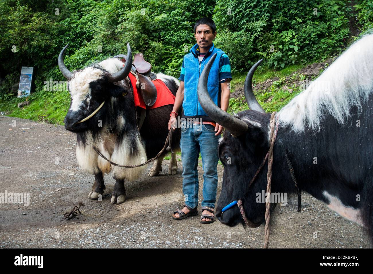 July 14th, 2022, Himachal Pradesh India. A native Indian man with a pair of Yak Domestic Yak (Bos grunniens), a long-haired bovine found throughout the Stock Photo