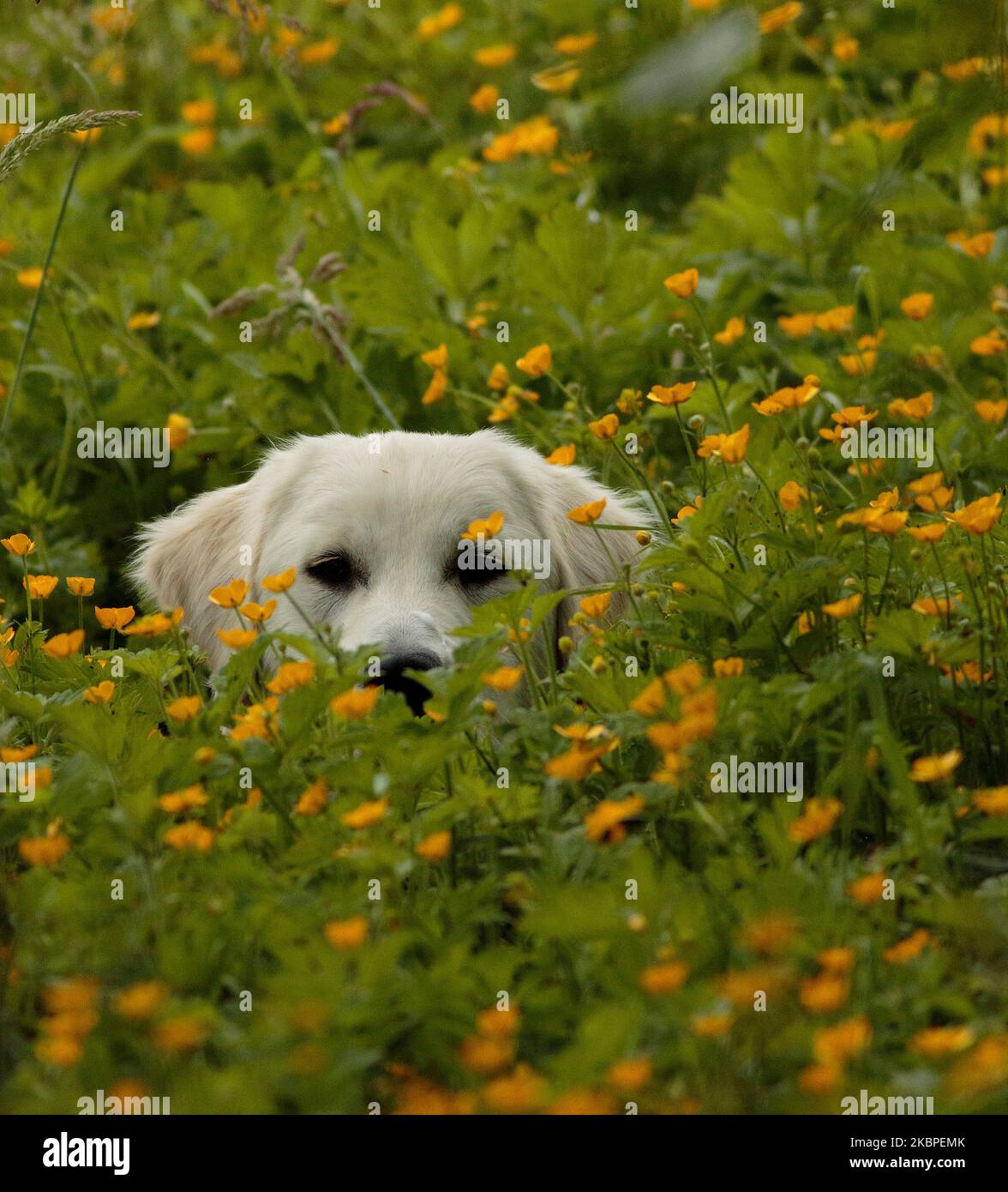 White flat top coated retriever