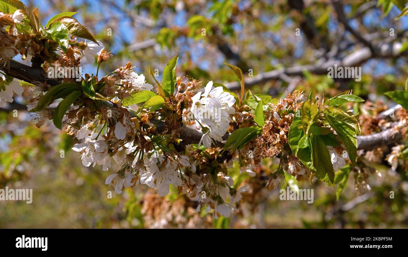 Beautiful cherry branch Stock Photo - Alamy