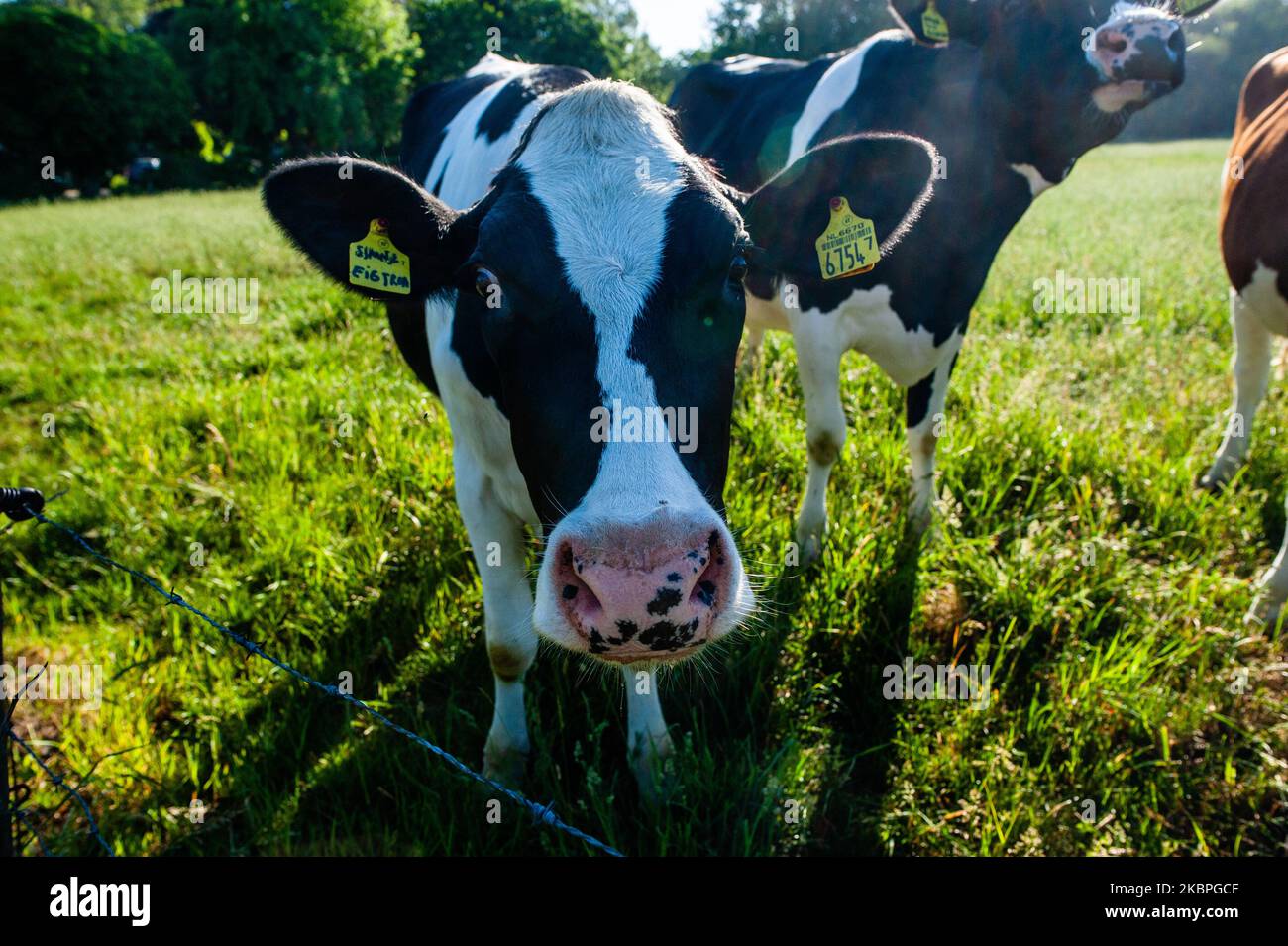 A cow is looking at the camera during a very warm day, at the Ooij, in Nijmegen The Netherlands, on May 31st, 2020. (Photo by Romy Arroyo Fernandez/NurPhoto) Stock Photo